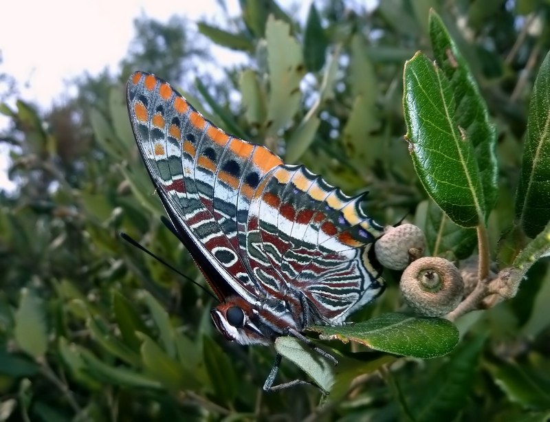 i Charaxes di Monte Malbe